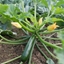Immagine di Zucchino scuro ZEFIROS F1