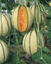 Immagine di Melone retato PEPITO F1
