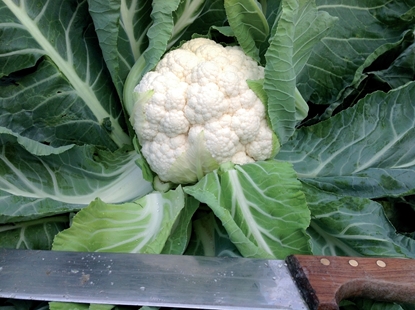Immagine di Cavolfiore bianco TRIDENT F1