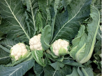 Immagine di Cavolfiore bianco TRIDENT F1