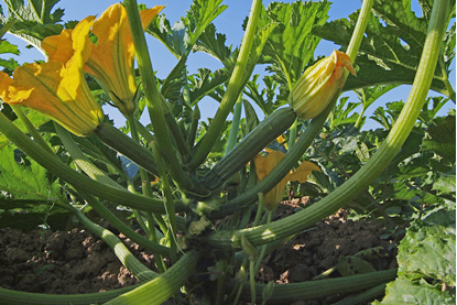 Immagine di Zucchino ORTANO F1
