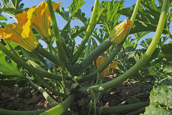 Immagine di Zucchino ORTANO F1