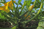 Immagine di Zucchino ORTANO F1