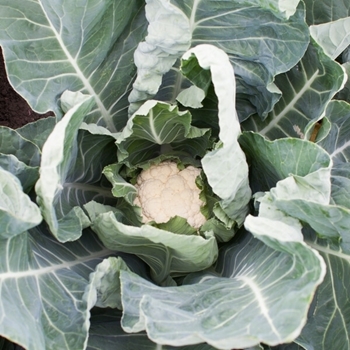 Immagine di Cavolfiore MIRAMONTE RZ F1
