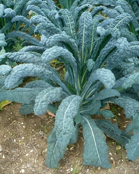 Immagine di Cavolo Nero Lancinato Senza Testa di Toscana