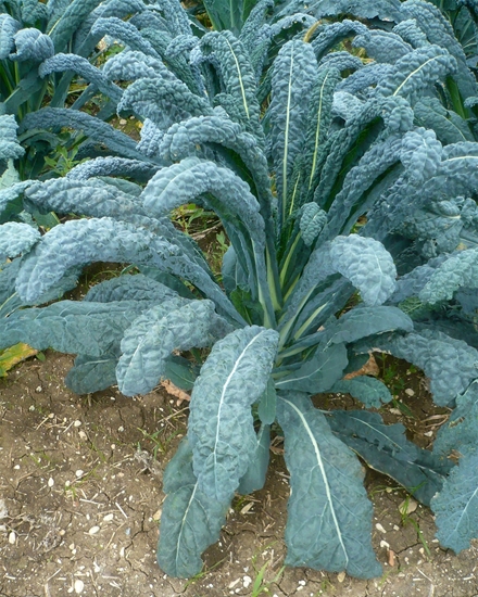 Immagine di Cavolo Nero Lancinato Senza Testa di Toscana