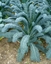 Immagine di Cavolo Nero Lancinato Senza Testa di Toscana