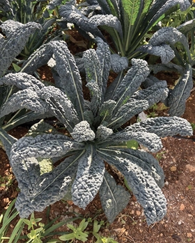Immagine di Cavolo Nero Lancinato Senza Testa di Toscana