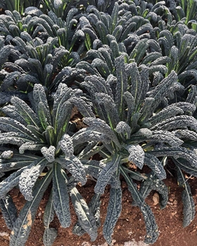 Immagine di Cavolo Nero Lancinato Senza Testa di Toscana