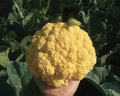 Immagine di Cavolfiore arancio FIORDORO F1