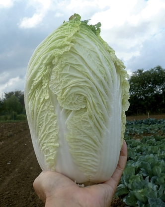 Immagine di Cavolo cinese YUKI