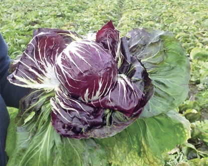 Immagine di Radicchio di Chioggia TT4070 F1