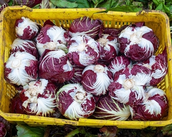 Immagine di Radicchio di Chioggia TT4070 F1