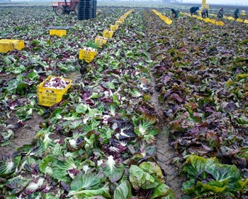 Immagine di Radicchio di Chioggia TT4070 F1