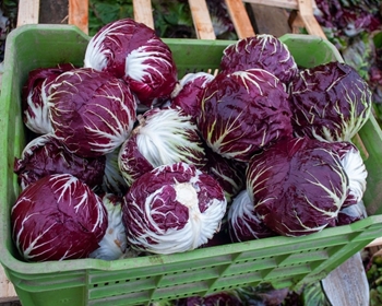 Immagine di Radicchio di Chioggia TT4070 F1