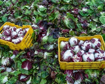 Immagine di Radicchio di Chioggia TT4070 F1