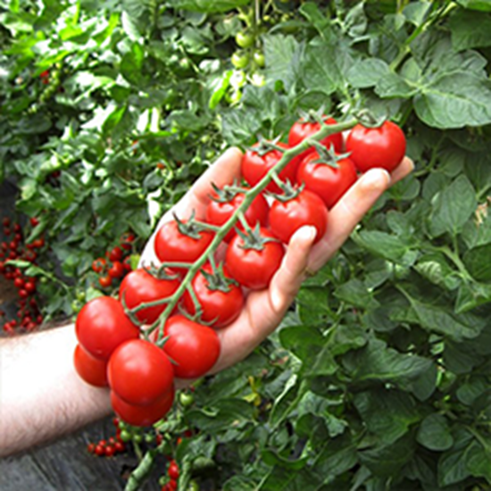 Immagine di Pomodoro tipo ciliegino EDOX F1