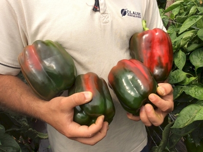 Immagine di Peperone trilobato rosso ACHILLE F1