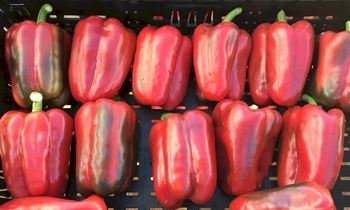 Immagine di Peperone trilobato rosso ACHILLE F1