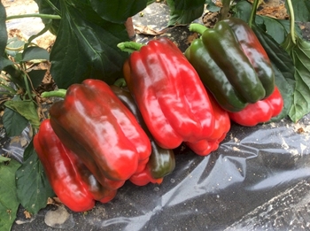 Immagine di Peperone trilobato rosso ACHILLE F1