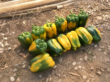 Immagine di Peperone trilobato giallo LUVANOR F1