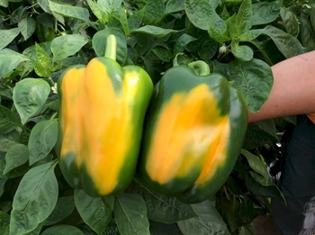 Immagine di Peperone trilobato giallo LUVANOR F1